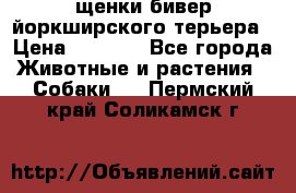 щенки бивер йоркширского терьера › Цена ­ 8 000 - Все города Животные и растения » Собаки   . Пермский край,Соликамск г.